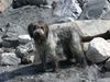 Schapendoes Foto: Mister Q. of Aiden Rud (ID 15380) Schapendoes Hund