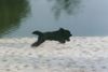 Schapendoes Foto: Sam (ID 10667) Schapendoes Hund
