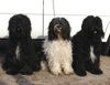 Schapendoes Foto: tochter (links mit Mutti & Vati (ID 3371) Schapendoes Hund
