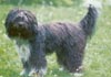 Schapendoes Foto (ID 112) Schapendoes Hund