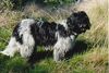 Schapendoes Foto: Nase in den Wind (ID 1787) Schapendoes Hund