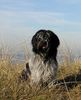 Schapendoes Foto: Teun (ID 10668) Schapendoes Hund