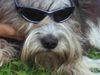Schapendoes Foto: Coole Welle (ID 12517) Schapendoes Hund