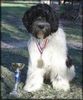 Schapendoes Foto: Adidas de la Valle du Doux (ID 26218) Schapendoes Hund