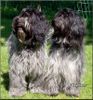 Schapendoes Foto: Carnac`s Lonesome Ghost and Alice AV Ulfsäter (ID 26217) Schapendoes Hund
