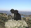 Schapendoes Foto: Sam & Teun (ID 10669) Schapendoes Hund