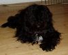 Schapendoes Foto: Stonebody´s Dona Dominga (ID 27992) Schapendoes Hund