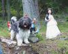 Schapendoes Foto: Hobie Stemmen of Magic Dog Garden (ID 7497) Schapendoes Hund