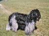 Schapendoes Foto: Contessa of Magic Dog Garden (ID 6415) Schapendoes Hund