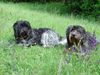 Schapendoes Foto: Xirtaki und Contessa (ID 12776) Schapendoes Hund