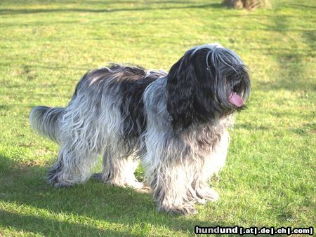 Schapendoes Hunde Foto 46835 in höherer Auflösung ansehen Schapendoes Cookie vom Ithland