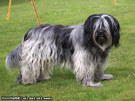 Schapendoes Hunde Foto 46836 in höherer Auflösung ansehen Schapendoes Cookie vom Ithland