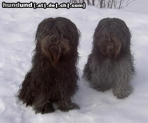 Schapendoes Hunde Foto 18541 in höherer Auflösung ansehen Schapendoes Norduch Intuch Gismo & Such Nuch Intuch Boggie