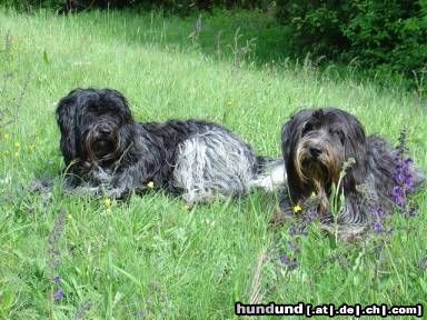 Schapendoes Hunde Foto 12776 Schapendoes Xirtaki und Contessa