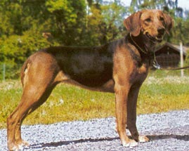 Schillerstövare Hunde Foto 110 Schillerstövare