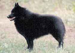Schipperke Hunde Foto 419 Schipperke