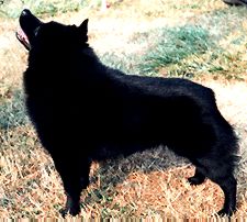 Schipperke