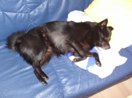 Schipperke War ein harter Tag