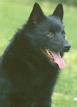 Schipperke