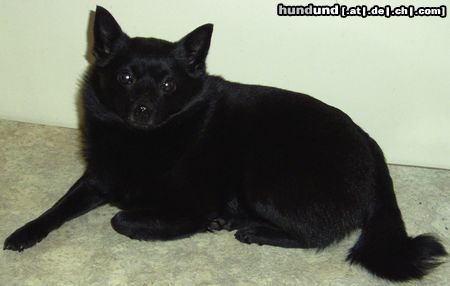 Schipperke Trixi aus Altdorf (bei Nürnberg)