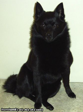 Schipperke Ein Gutzi wär jetzt nicht schlecht!