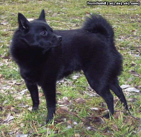 Schipperke Wo ist Herrchen?