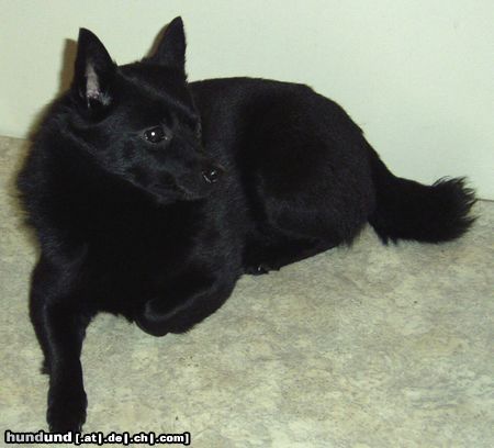 Schipperke Hunde Foto 8878 Schipperke Trixi