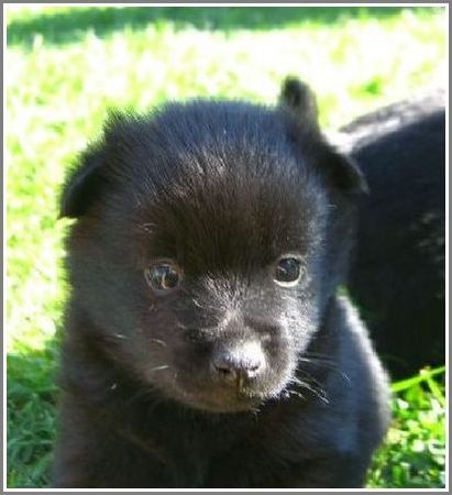 Schipperke Hunde Foto 42135 in höherer Auflösung ansehen Schipperke Blackskipper's Schipperke Welpe