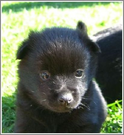 Schipperke Blackskipper's Schipperke Welpe