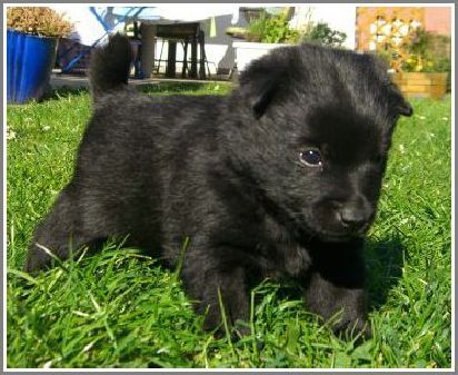 Schipperke Blackskipper\'s Schipperke Welpe