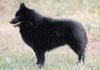 Schipperke Hund