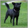 Schipperke Hund