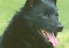 Schipperke Hund