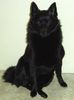 Schipperke Hund