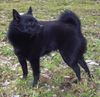 Schipperke Hund