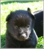 Schipperke Foto: Blackskipper's Schipperke Welpe (ID 42135) Schipperke Hund