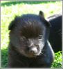 Schipperke Hund