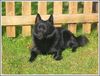 Schipperke Hund