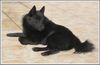 Schipperke Hund