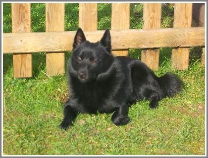 Schipperke Robin