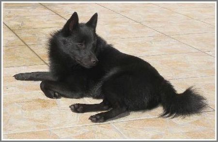 Schipperke Robin