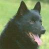 Schipperke, Belgischer Schifferspitz