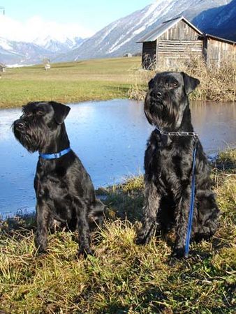 Schnauzer Hunde Foto 40491 in höherer Auflösung ansehen Schnauzer Xsari und Unix vom Illspitz