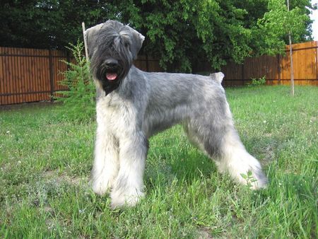 Schnauzer Hunde Foto 38760 in höherer Auflösung ansehen Schnauzer Blanche Bagheera Astronaut, ČR
