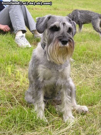 Schnauzer Hunde Foto 21503 Schnauzer Josephine vom Kettenbach