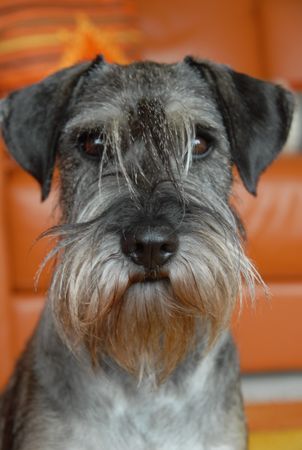 Schnauzer Freya Wirbelwind ....ganz brav