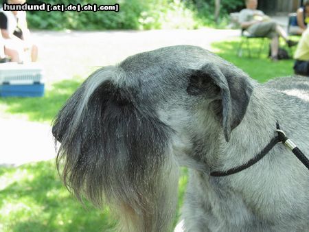 Schnauzer Hunde Foto 4545 Schnauzer Asha Decembra Fan Friesche Adel (Holland)