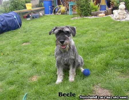 Schnauzer Hunde Foto 21518 in höherer Auflösung ansehen Schnauzer Beele vom kleinen Felseneck
