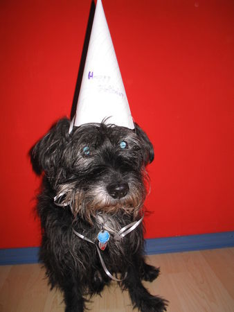 Schnauzer Das ist mei Strolch der am 23.3.06 seinen 16. Geburtstag feierte