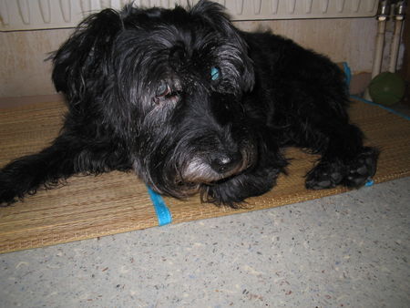 Schnauzer Hunde Foto 29280 Schnauzer Srolchi von Wien